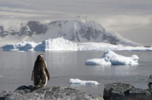 Gentoo Penguin -Pygoscelis papua-, moulting, overlooking the fjord with icebergs, Cuverville Island