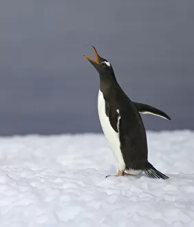 Antarctica Gallery: Gentoo penguin vocalizing, Antarctic Peninsula