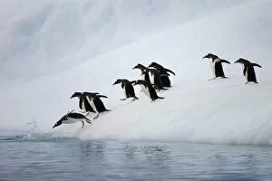 Iceberg Ice Formation Gallery: Gentoo penguins on iceberg, Antarctic Peninsula