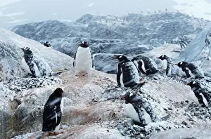 Antarctica Prints: Gentoo penguins on nests, protecting chicks during snowstorm
