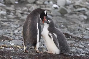 Gentoo Penguins -Pygoscelis papua-, adult bird feeding chick, Barrientos Island, Aitcho Islands