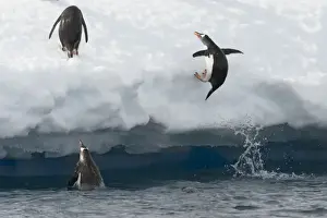 Jump Prints: Gentoo Penguins -Pygoscelis papua- jumping out of the water onto an ice floe