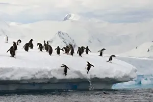 Jump Prints: Gentoo Penguins -Pygoscelis papua- jumping out of the water onto an ice floe