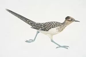 Feathers Collection: Geoccyx californianus, running Greater Roadrunner, side view
