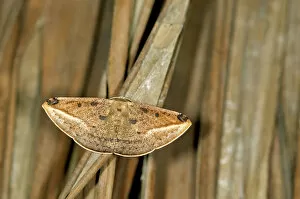 Geometer moth or Geometridae -Geometridae-, Tandayapa region, Andean cloud forest, Ecuador, South America