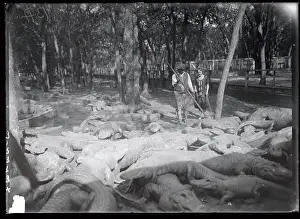 George Woods Walking Through Alligators