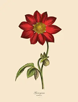 Prints of Very Rare, Beautifully Illustrated Antique Engraved Victorian Botanical Illustration of Georgina or Dahlia Plants, Victorian Botanical Illustration Plate 58 The Book Of Practical Botany Prints: Georgina or Dahlia Plants, Victorian Botanical Illustration
