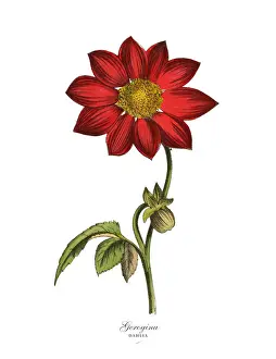 1880 1889 Prints: Georgina or Dahlia Plants, Victorian Botanical Illustration