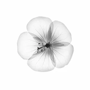 Delicate Gallery: Geranium flower head, X-ray