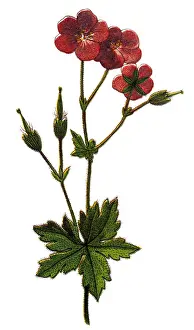 Geranium phaeum, commonly called dusky crane s-bill, mourning widow or black widow