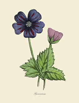 Images Dated 5th April 2016: Geranium Plants, Victorian Botanical Illustration