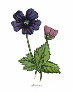 Images Dated 19th February 2019: Geranium Plants, Victorian Botanical Illustration
