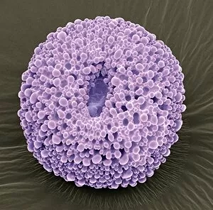 Images Dated 8th November 2010: Geranium pollen, SEM