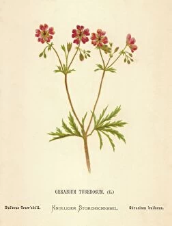 Images Dated 6th September 2004: Geranium Tuberosum