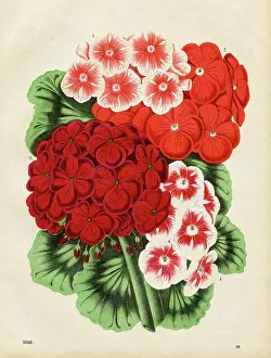 Botanical Illustration Prints: Geraniums Chromolithograph 1868