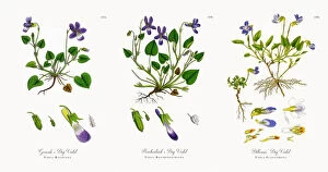 Images Dated 20th November 2017: Gerardea┬Ç┬Ös Dog Violet, Viola Riviniana, Victorian Botanical Illustration, 1863