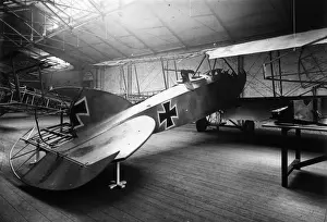 German Albatross