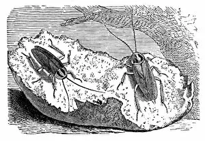 Images Dated 11th April 2017: The German cockroach (Blattella germanica)