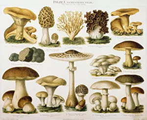 Latin Text Prints: German Illustration of Edible Fungi