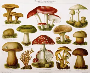 Latin Text Prints: German Illustration of Poisonous Fungi