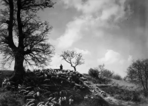 Skyscape Prints: German Shepherd