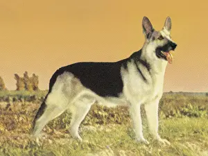 Best In Show Prints: German Shepherd