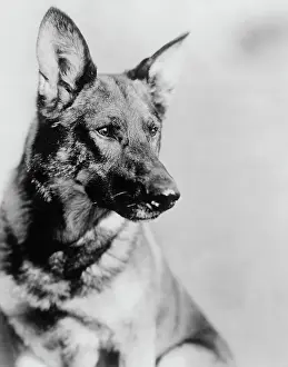 German Shepherd from The Adventures of Rin Tin Tin