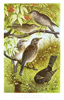 Images Dated 5th July 2015: German thrush engraving 1882
