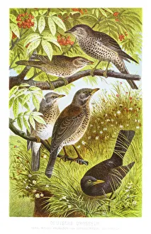 Songbird Gallery: German thrush engraving 1882