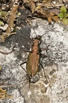 Images Dated 11th July 2014: German Tiger Beetle -Cicindela germanica- smallest tiger beetle of Central Europe, very rare