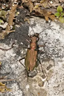 German Tiger Beetle -Cicindela germanica- smallest tiger beetle of Central Europe, very rare, Baden-Wurttemberg, Germany