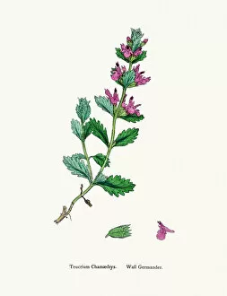 English Botany, or Coloured figures of British Plants Collection: Germander flower plant