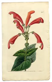 Image Created 1830 1839 Prints: Gesneria Faucialis Victorian Botanical Illustration, Wide-Mouthed Gesneria, 1835