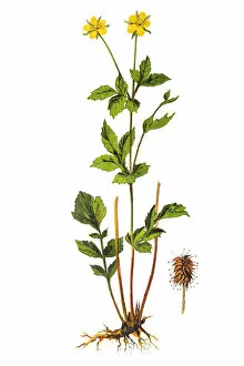 Images Dated 25th November 2018: Geum urbanum, also known as wood avens, herb Bennet, colewort and St. Benedicts herb