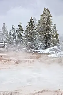 Thermophile Prints: Geyser, Yellowstone National Park