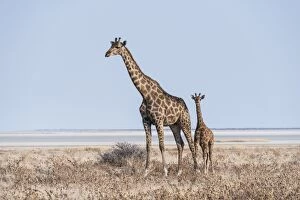 Images Dated 25th August 2012: GGiraffe -Giraffa camelopardis- with young standing in the dry grass land, Etosha Pan