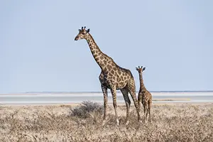 GGiraffe -Giraffa camelopardis- with young standing in the dry grass land, Etosha Pan, Etosha National Park, Namibia