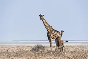 GGiraffe -Giraffa camelopardis- with young standing in the dry grass land, Etosha Pan, Etosha National Park, Namibia