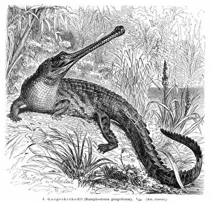 Images Dated 24th July 2016: Gharial engraving 1896