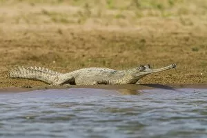 Images Dated 18th December 2012: Gharial -Gavialis gangeticus-, Chambal River, Rajasthan, India