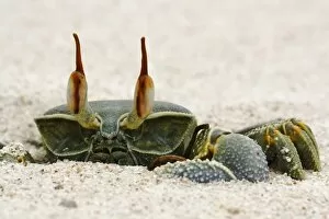 Ghost crab (Ocypode Cerathopthalma) close up