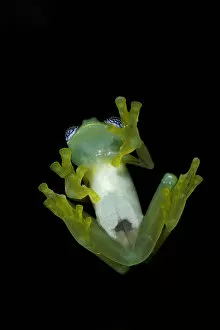 Images Dated 1st November 2015: Ghost Glass Frog