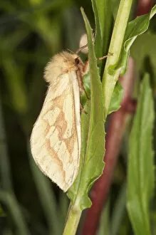Ghost Moth or Ghost Swift -Hepialus humuli- at rest, Untergroningen, Abtsgmuend, Baden-Wurttemberg, Germany