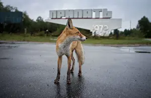 Derelict Prints: Fox
