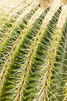 Giant Barrel Cactus -Echinocactus platyacanthus-, native to Mexico