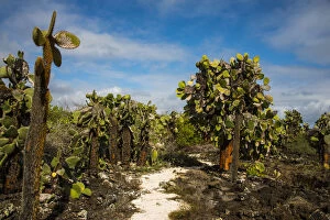 Images Dated 23rd November 2015: Giant cactus at Galapagos