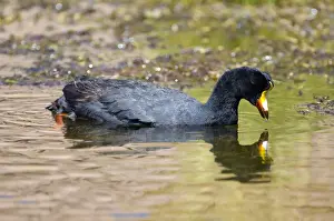 Crane Bird Prints: Giant Coot (Fulica gigantea), Atacama Desert, Antofagasta Region, Chile, South America