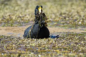 Crane Prints: Giant Coot (Fulica gigantea) carrying nesting material