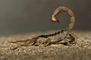 Images Dated 19th September 2010: Giant desert hairy scorpion (Hadrurus arizonensis)