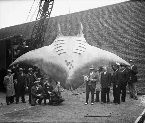 Strange Prints: Giant Devilfish Caught by Fisherman